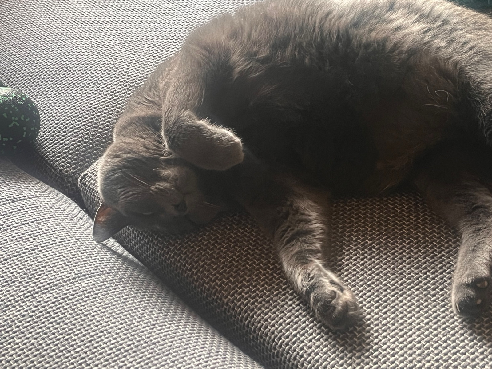 A grey cat asleep on a woven sofa cushion, her head and front half in deep shadow, her back and the cushion lit by low sun.