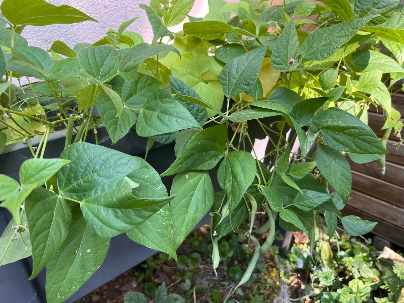 Green bean plants spilling over the edge of a planter, long slim beans hanging down beneath broad leaves.