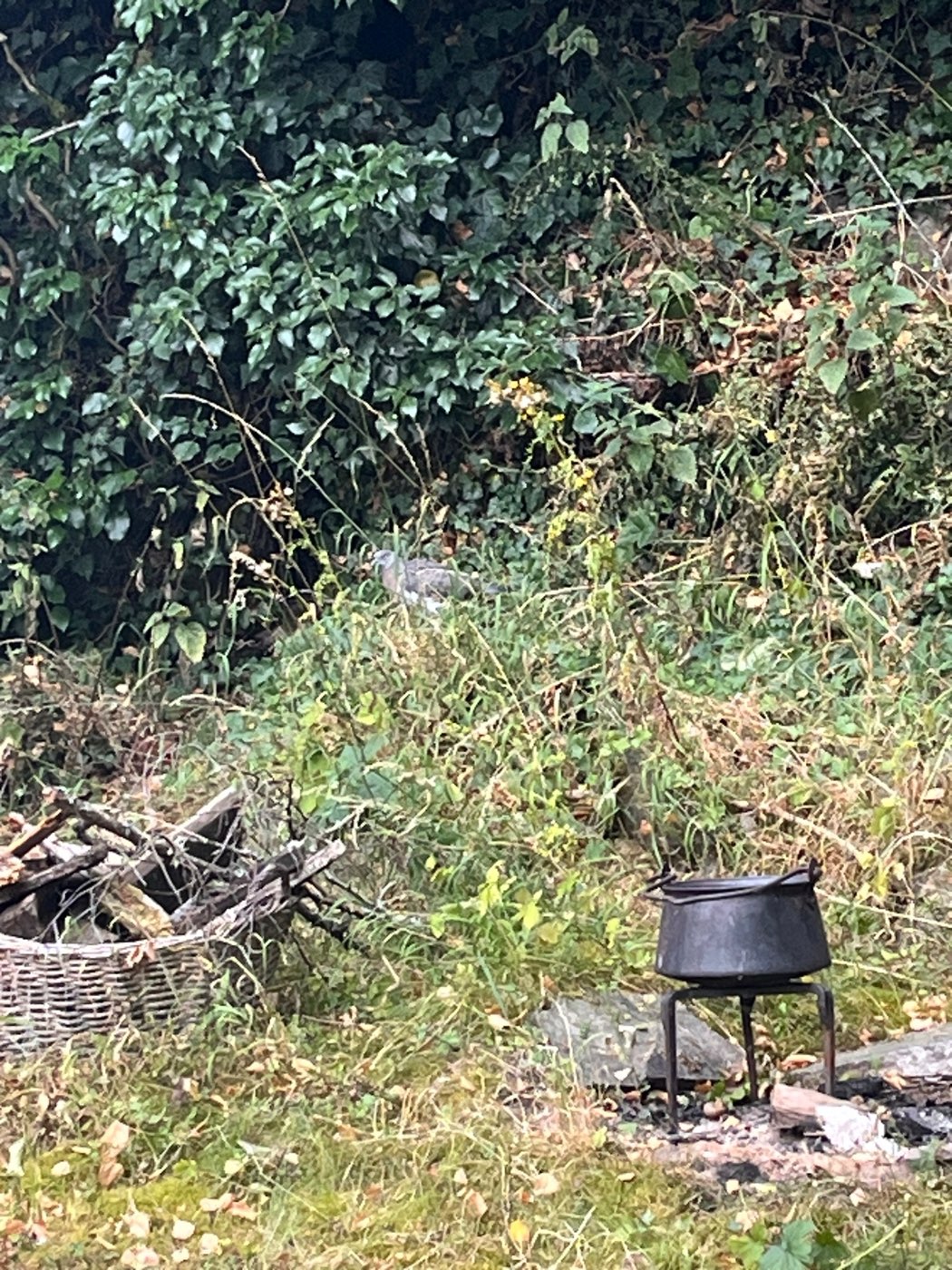 A black cast-iron cauldron standing on a three-legged frame at the wild edge of the garden, beside a basket of kindling, with tall grasses and a hedge behind.
