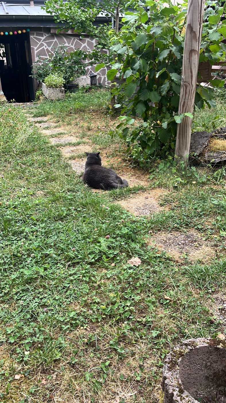 A black cat sitting on the grass beside the stepping-stone path, back turned to the camera, looking down the garden towards the house.