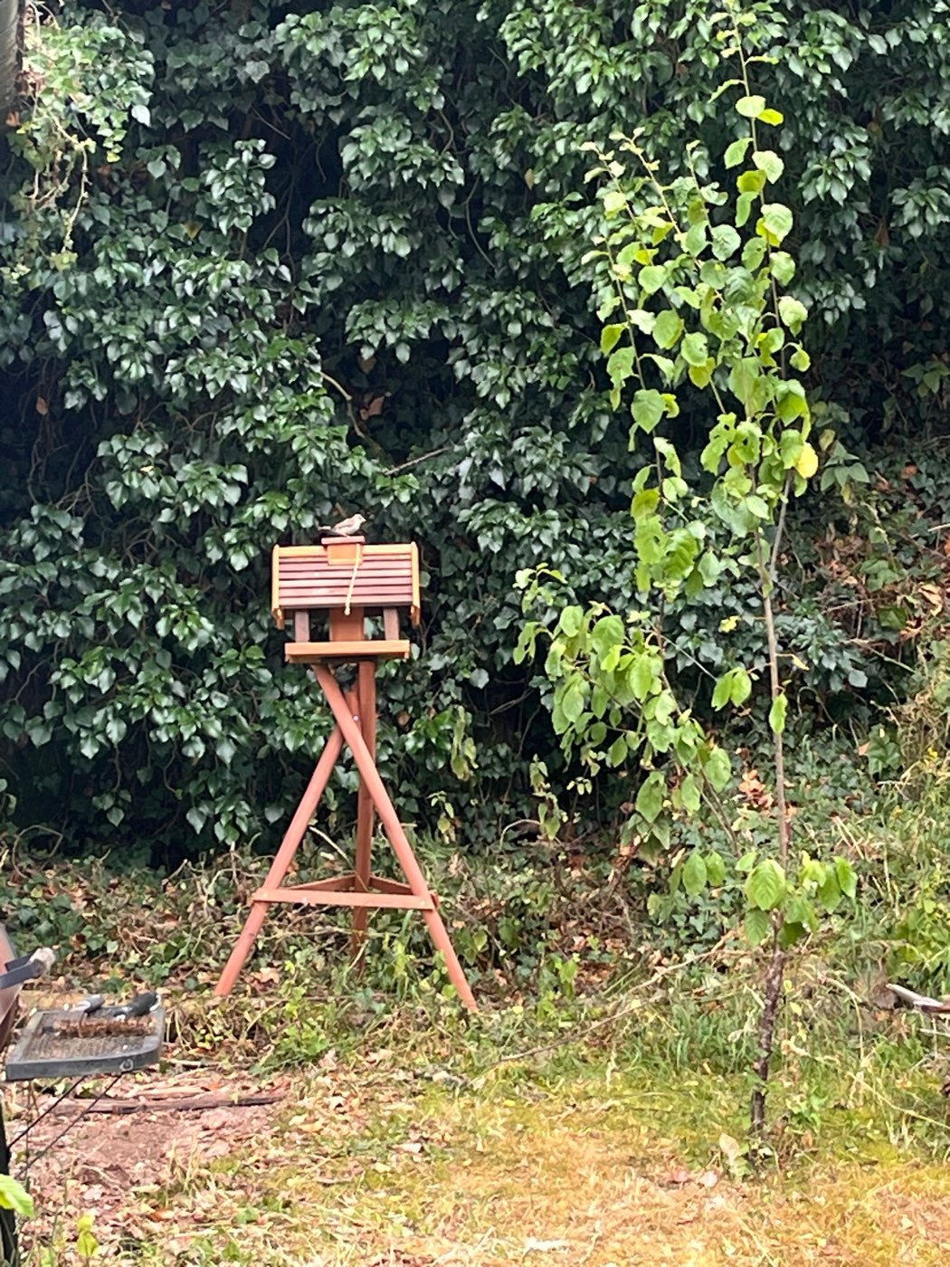 A wooden birdhouse on a tall three-legged stand, set against a dense green wall of ivy, with a young tree growing up beside it.