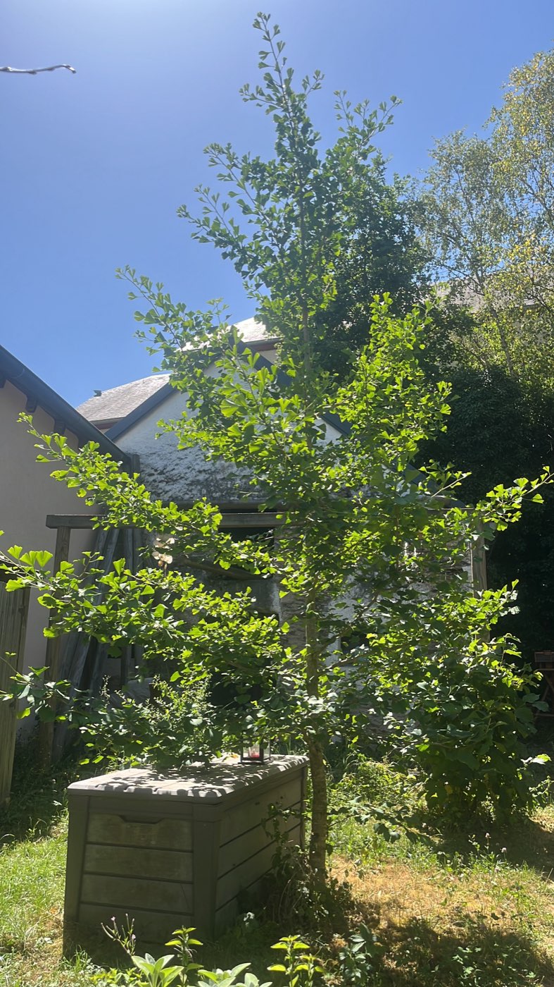 A well-established young tree in a raised wooden bed, its full green canopy reaching above the roofline against a deep blue summer sky.