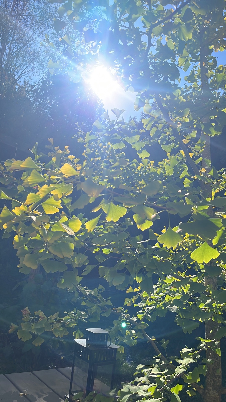 Sunlight breaking through the canopy of a ginkgo tree, the leaves lit green and gold against a blue sky.