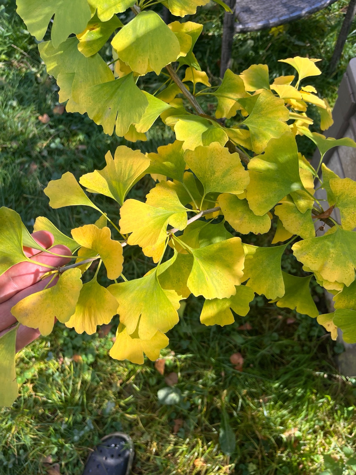 A hand reaching into the frame from the left, holding a branch of yellow and green ginkgo leaves above grass.