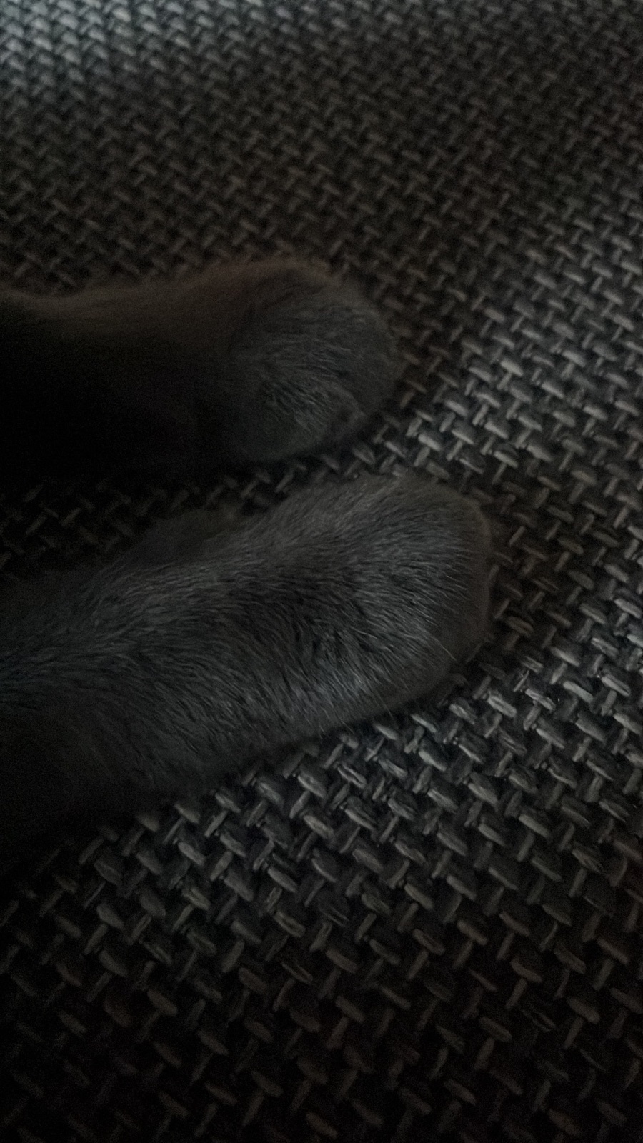 Two dark grey cat paws folded together, resting on a woven charcoal fabric in very low light.