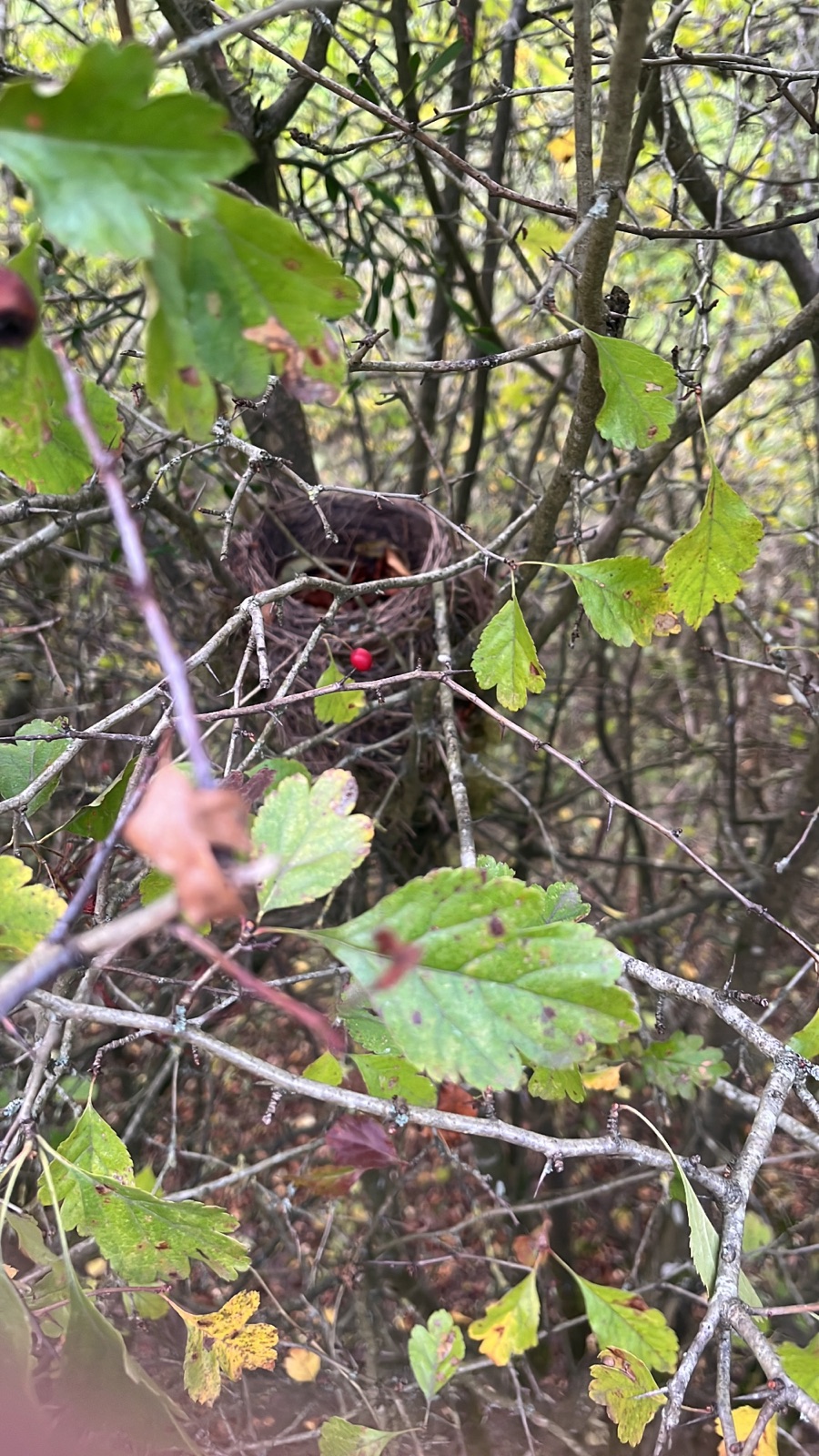 Deep inside a thorny hawthorn hedge, half-hidden behind crossing branches and autumn leaves, an old bird's nest sits wedged in a fork, with a single bright red berry hanging in front of it.
