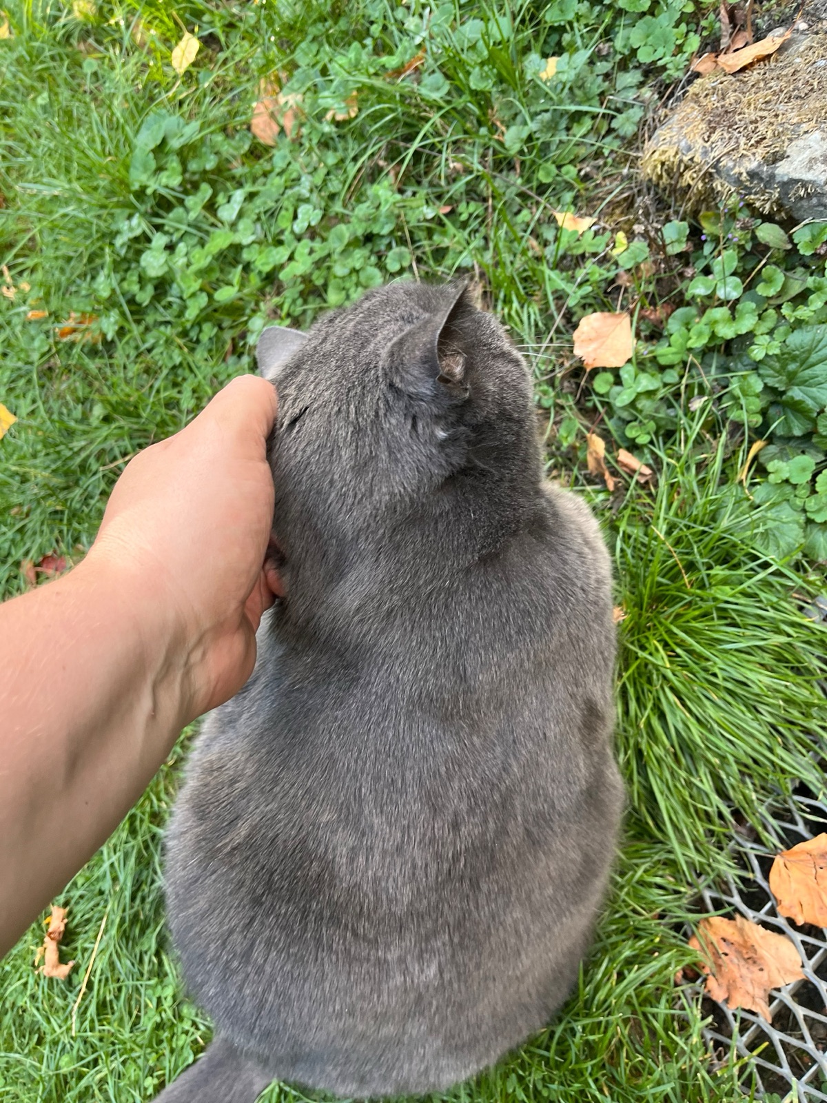 A hand resting on the head of a grey cat sitting in autumn grass.