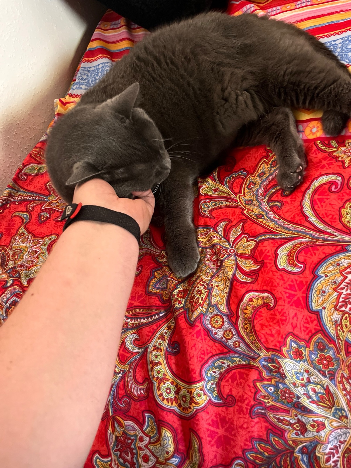 A grey cat lying on a red patterned blanket, being held under the chin by a hand.