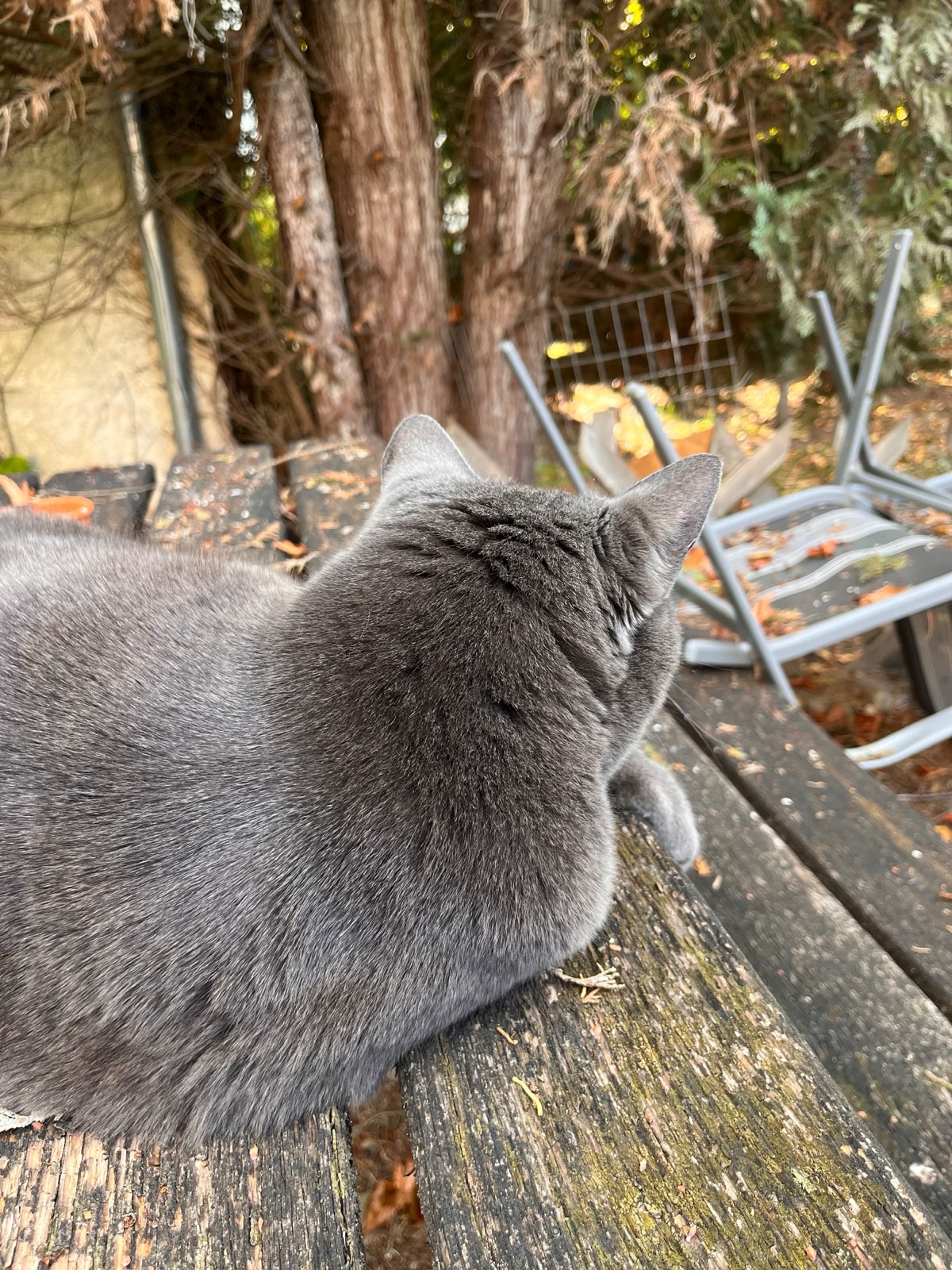 A grey cat sitting on a weathered wooden table in a garden, looking away toward stacked chairs and trees.